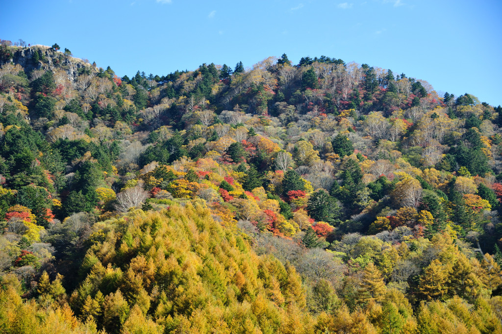 美ヶ原・紅葉と白樺