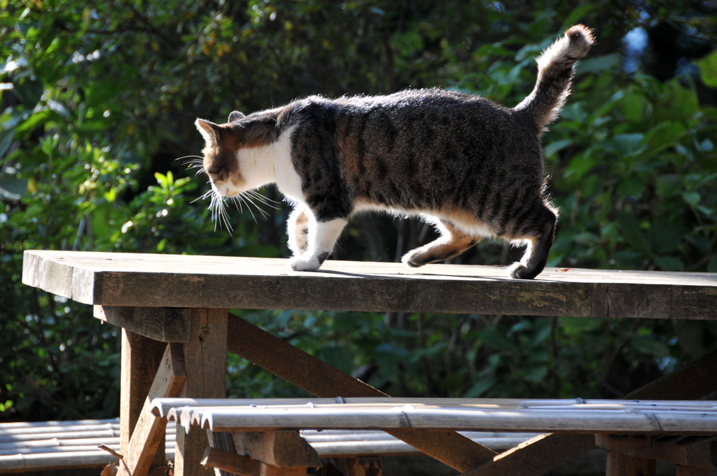 城山茶屋の猫