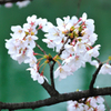 仁王門通・桜