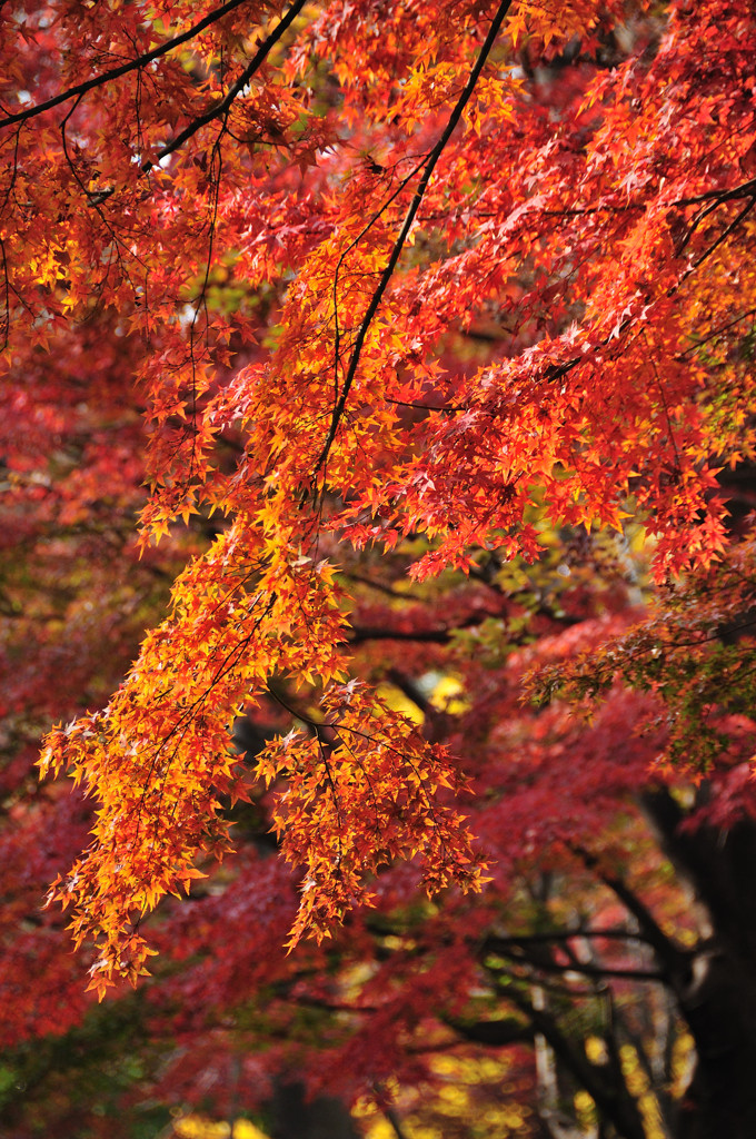 紅葉