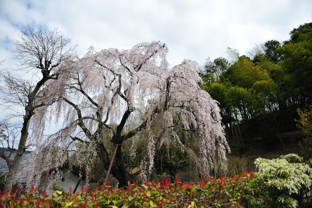 枝垂れ桜／曇空1