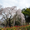 枝垂れ桜／曇空1