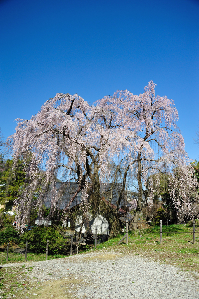 しだれ桜1