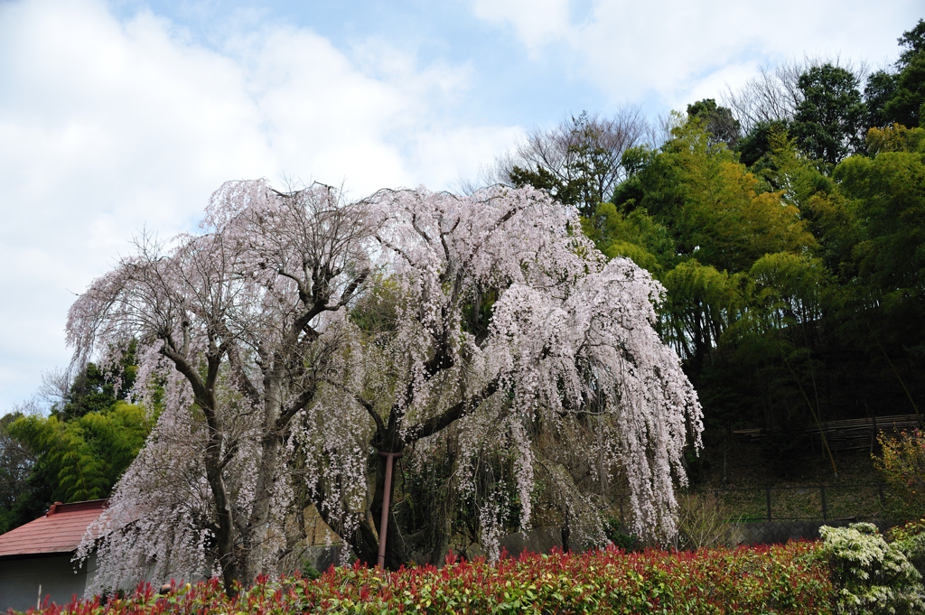 枝垂れ桜／曇空4