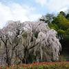 枝垂れ桜／曇空4