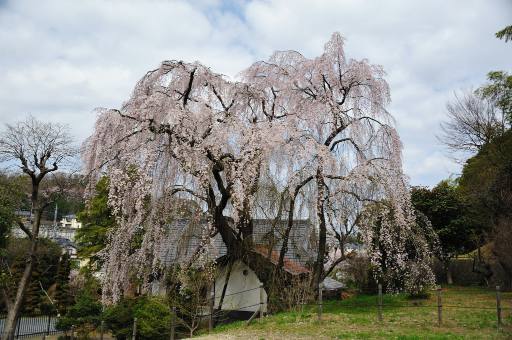 枝垂れ桜／曇空3