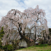 枝垂れ桜／曇空3