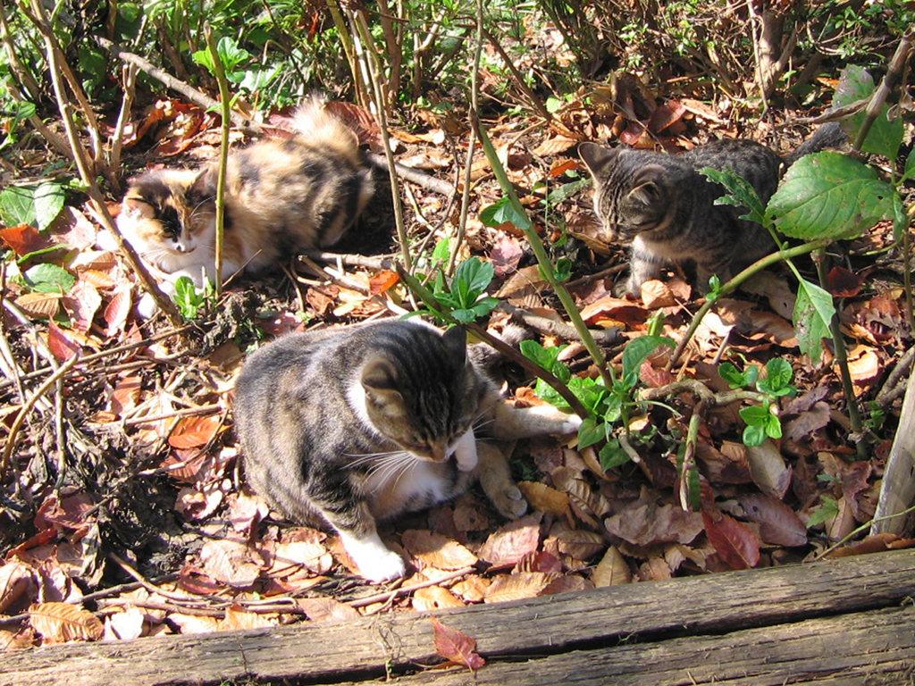 城山茶屋の猫