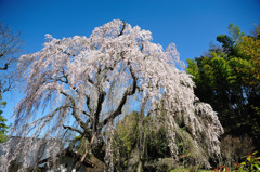 しだれ桜