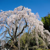 しだれ桜