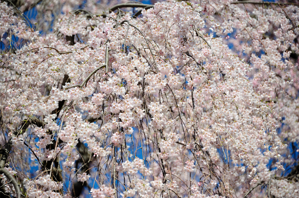 枝垂れ桜アップ