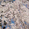 枝垂れ桜アップ