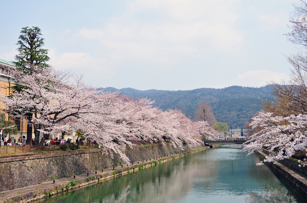 仁王門通・琵琶湖疏水の桜並木