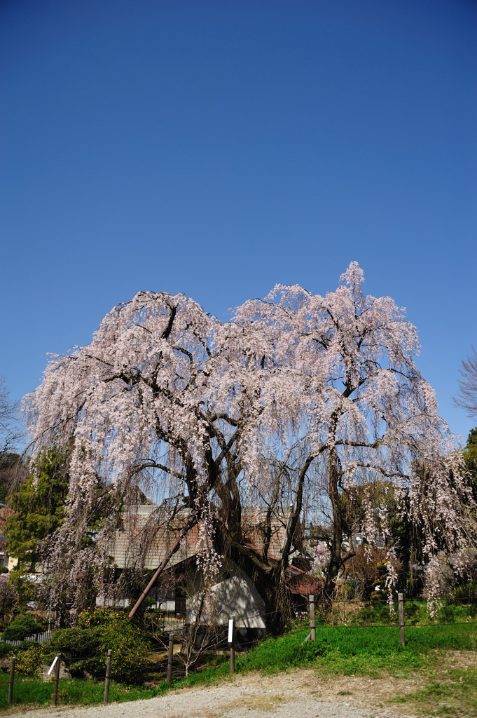 しだれ桜