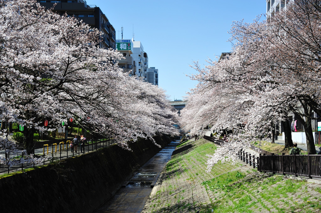 桜並木