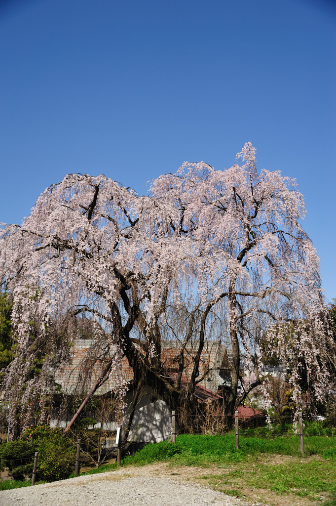 しだれ桜