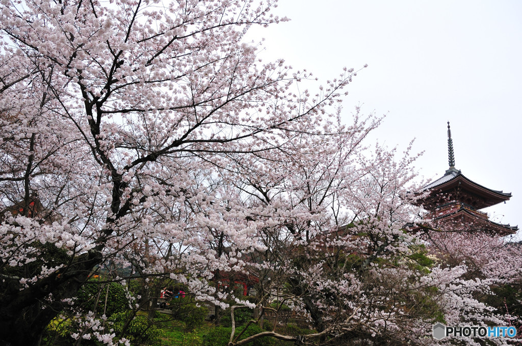 清水寺・桜