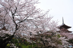 清水寺・桜