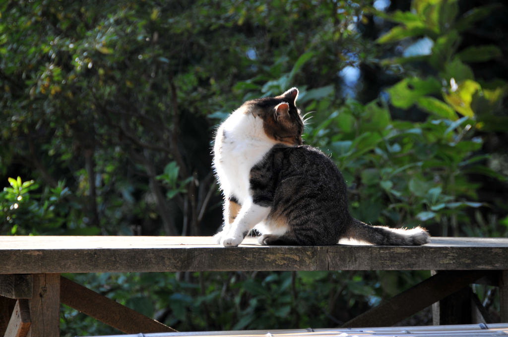 城山茶屋の猫