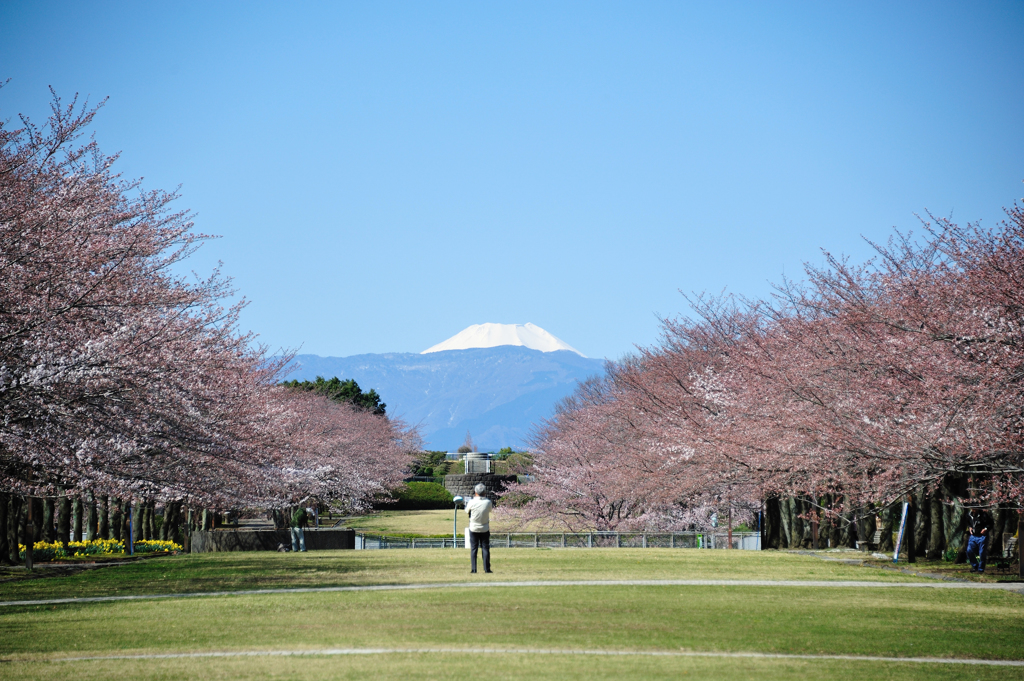 富士見桜4