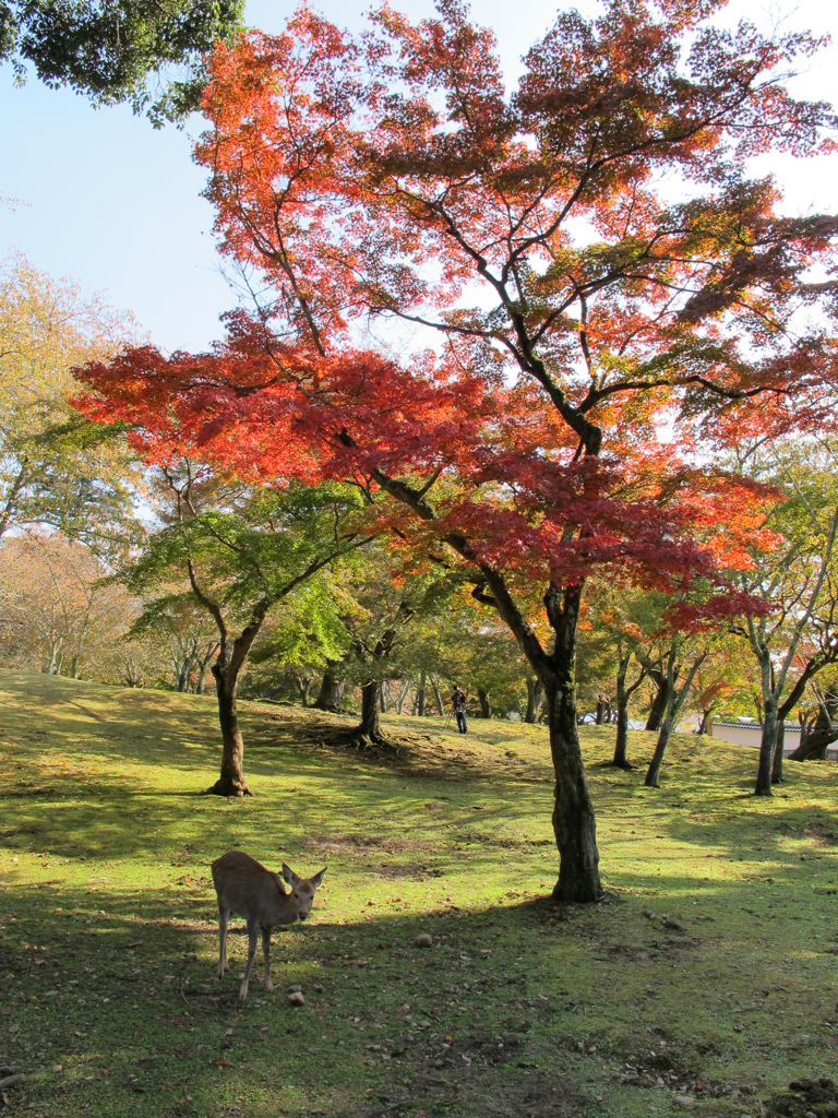 奈良公園