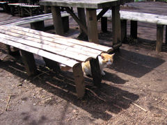 城山茶屋の猫