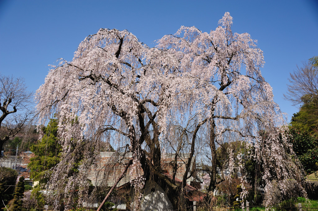 しだれ桜