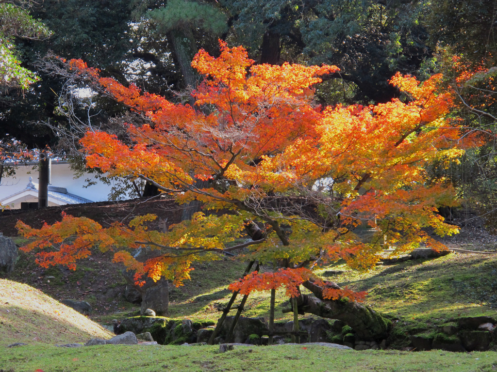 興福寺の紅葉