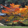 興福寺の紅葉