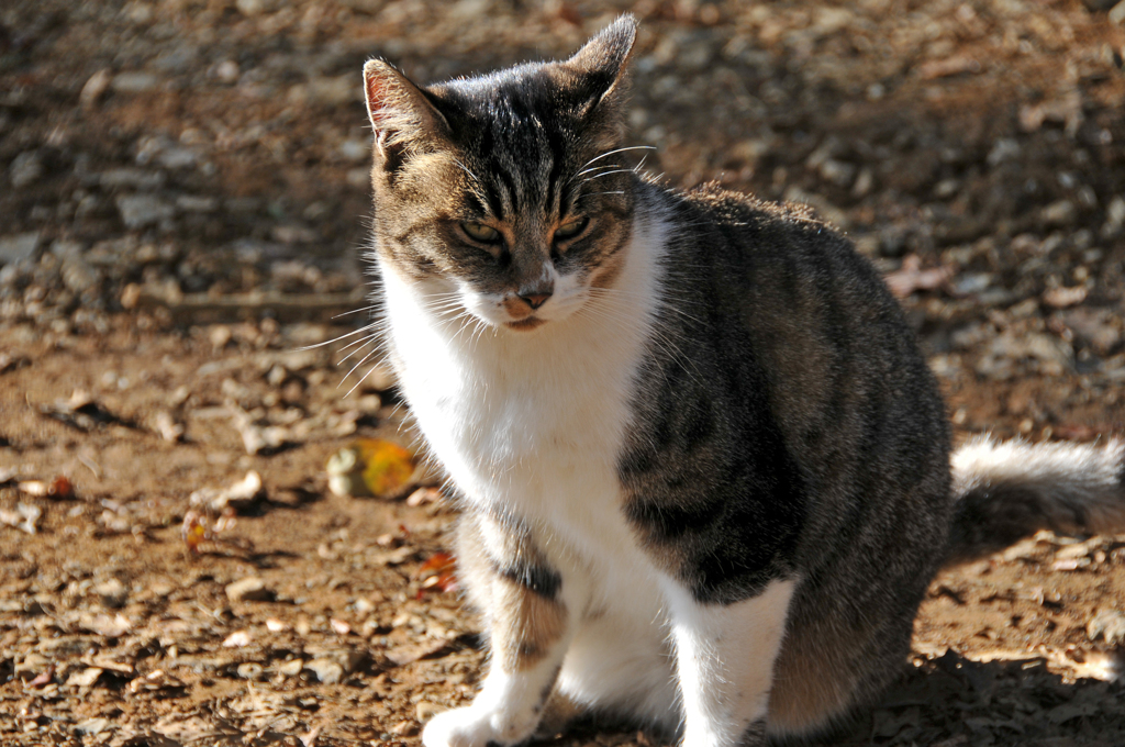 城山茶屋の猫