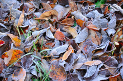 凍える落葉