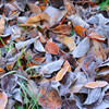 凍える落葉
