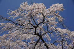 しだれ桜