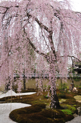 高台寺・枝垂れ桜