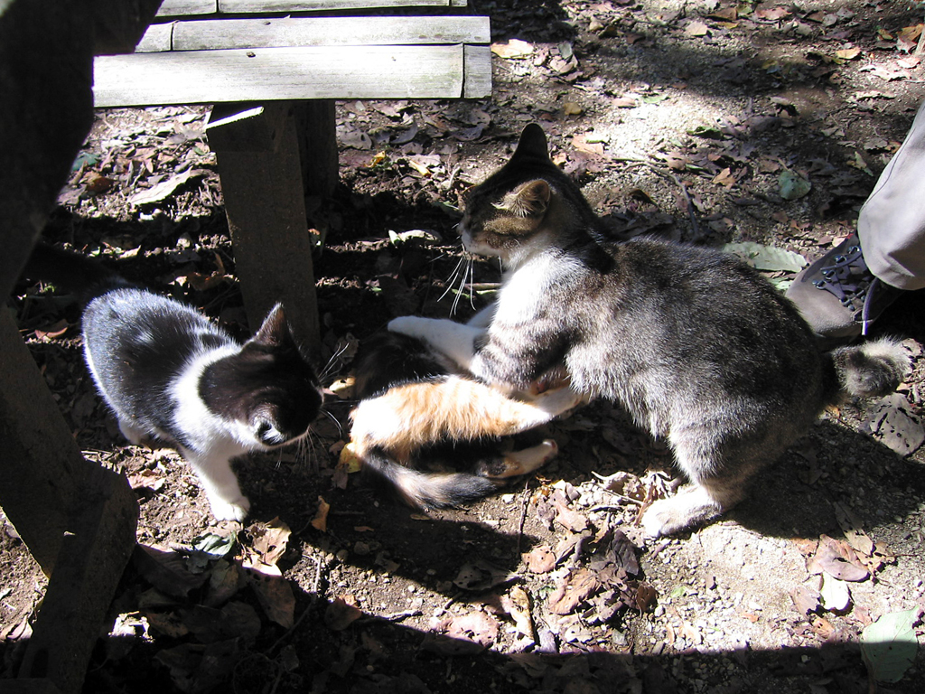 城山茶屋の猫