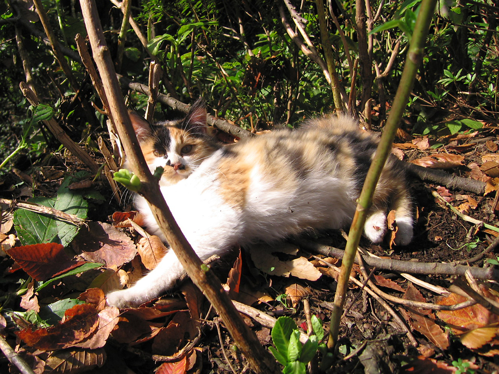 城山茶屋の猫