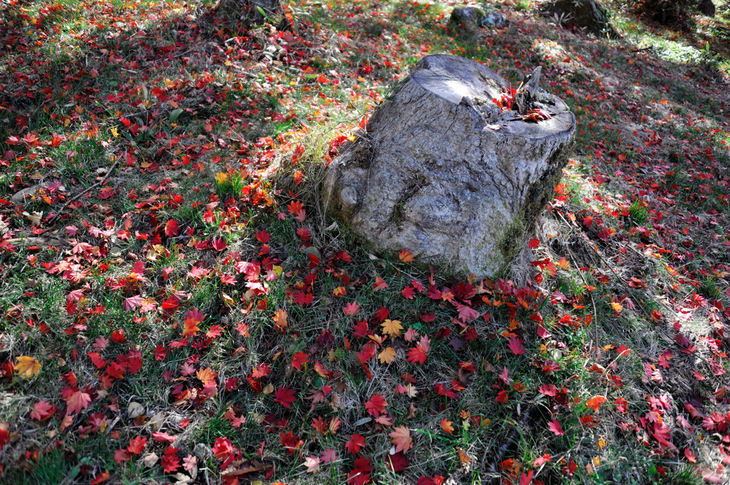 紅葉の腰掛け