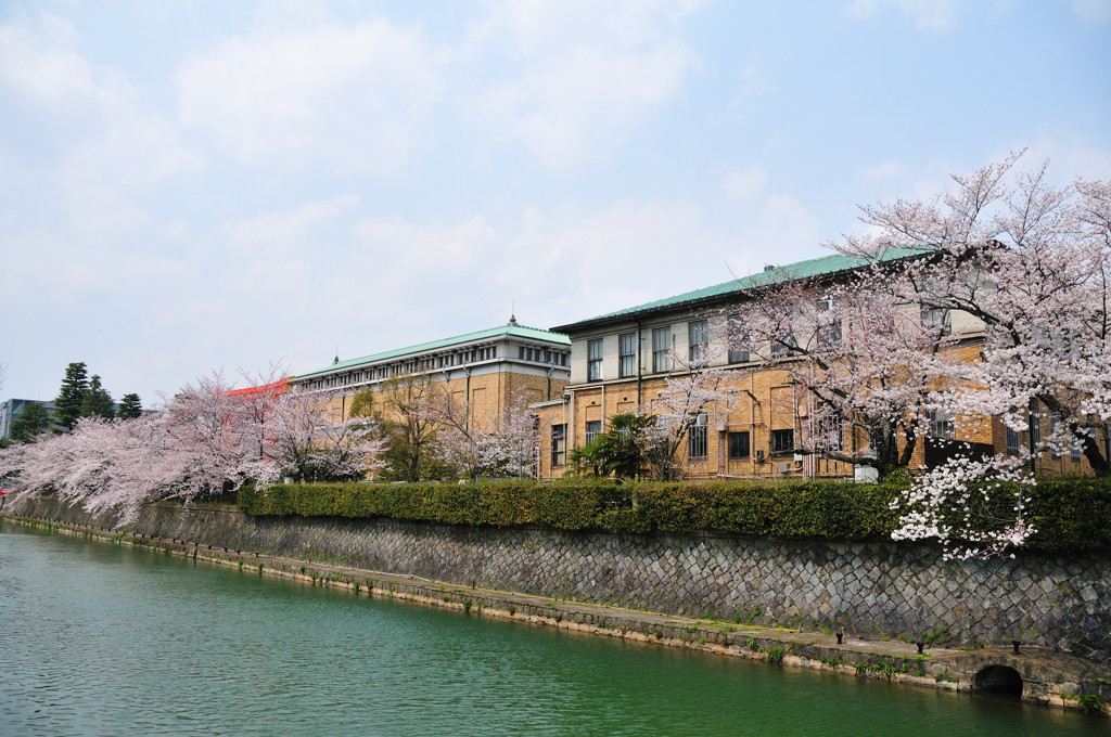 仁王門通・琵琶湖疏水の桜並木