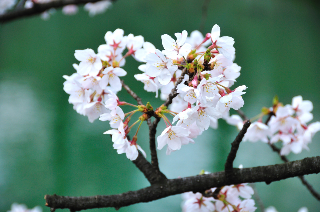 仁王門通・桜