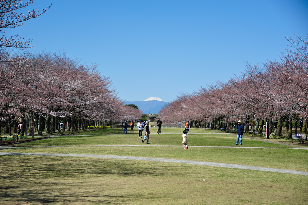 富士見桜