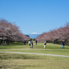 富士見桜