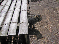 城山茶屋の猫