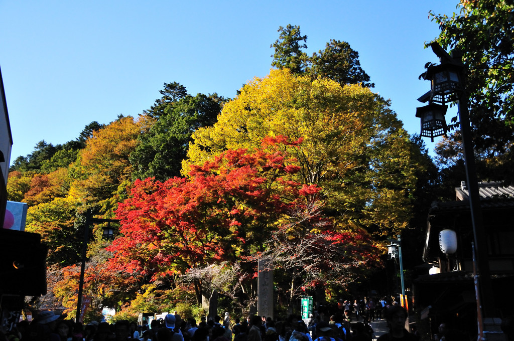 高尾の紅葉