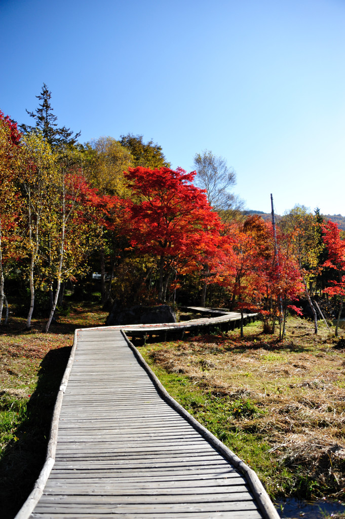 白樺湖畔の紅葉3