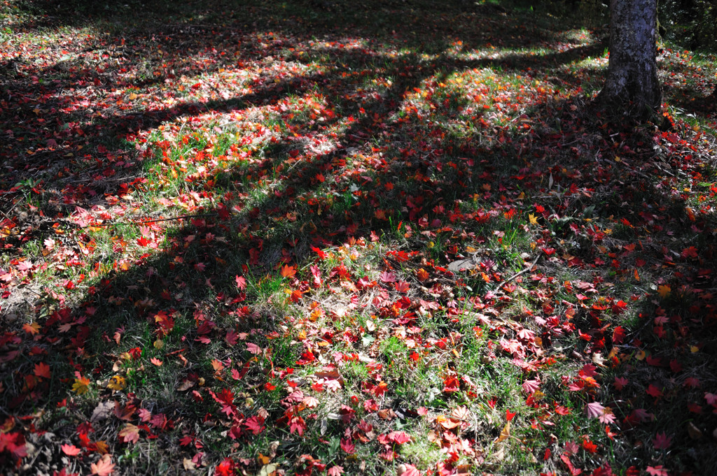 紅葉の絨毯