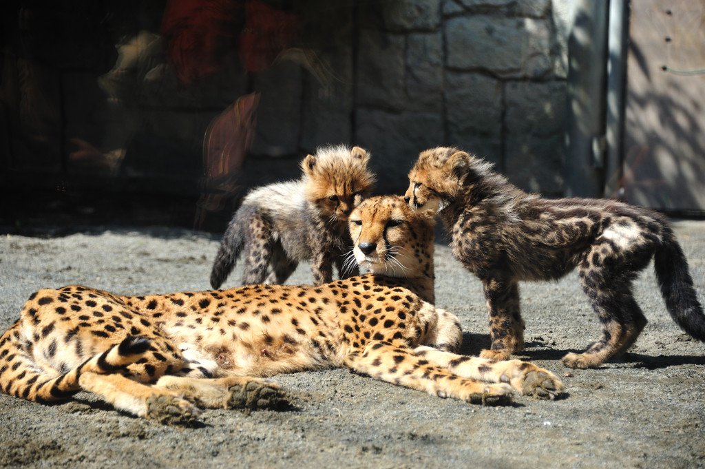 希少なキングチーター