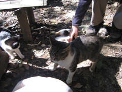 城山茶屋の猫