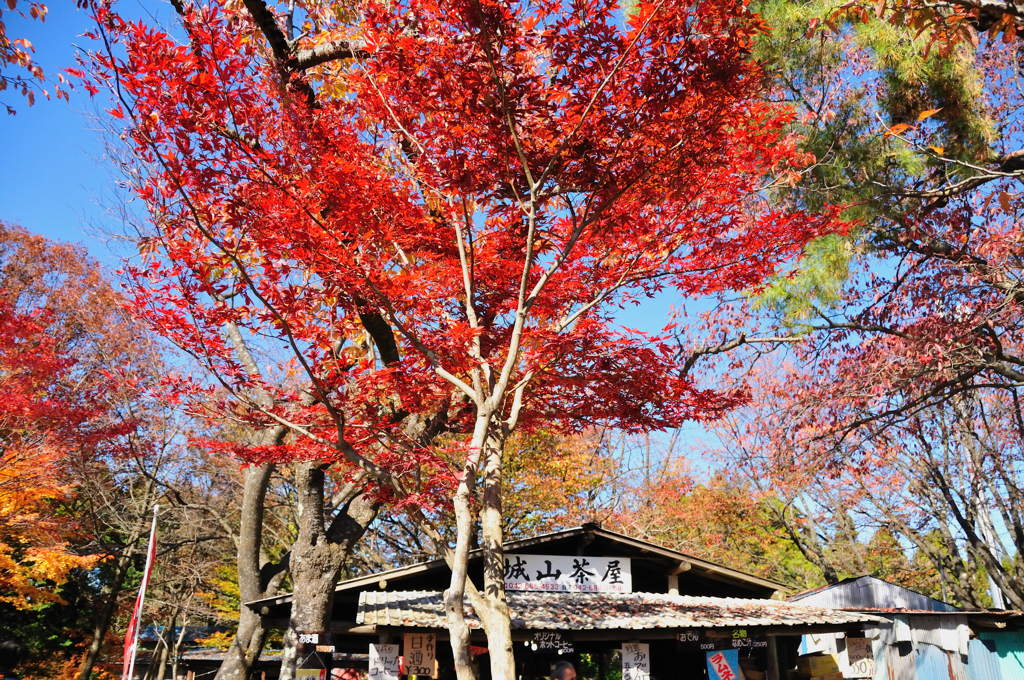 城山茶屋の紅葉