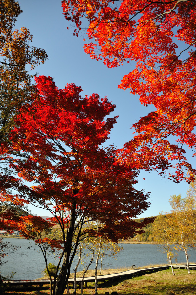 白樺湖畔の紅葉2