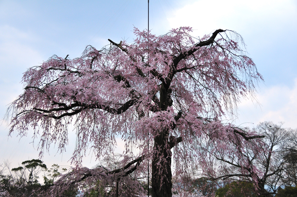 円山公園・枝垂れ桜